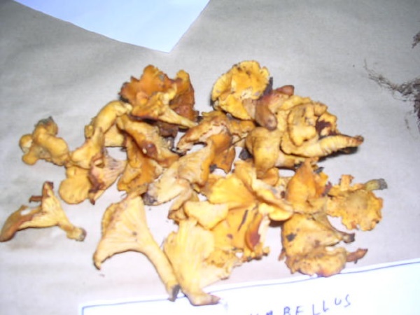 CANTHARELLUS CIBARIUS